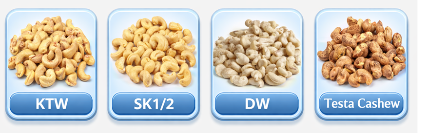 Special Cashew Grades KTW-Testa