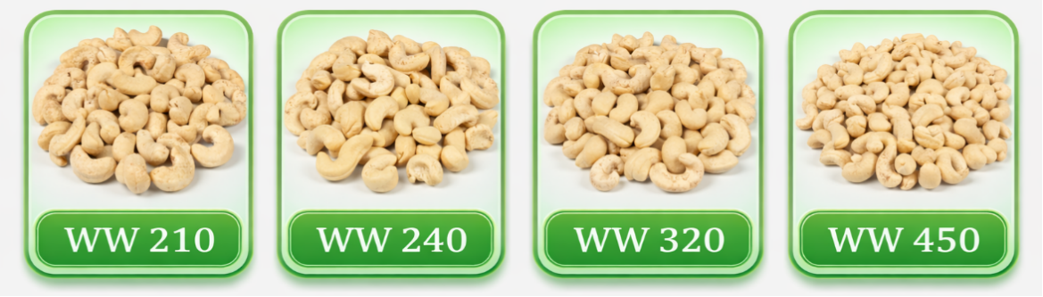 Whole Cashew Grades WW210-450